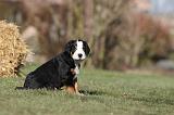 GRAND BOUVIER SUISSE 065